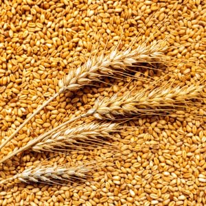golden wheat grains photo for an agribusiness